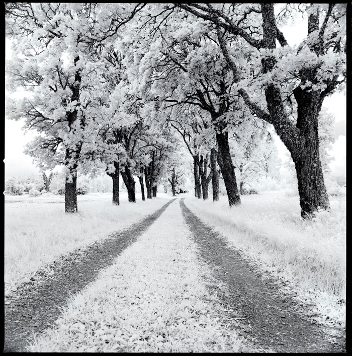 Joakim Sjöåker Photography infrared 6x6