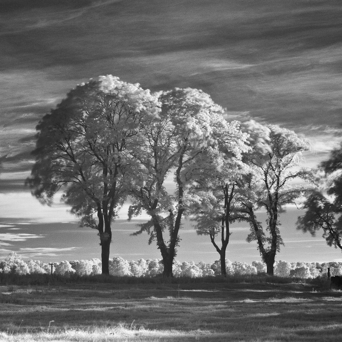 infrared trees oland