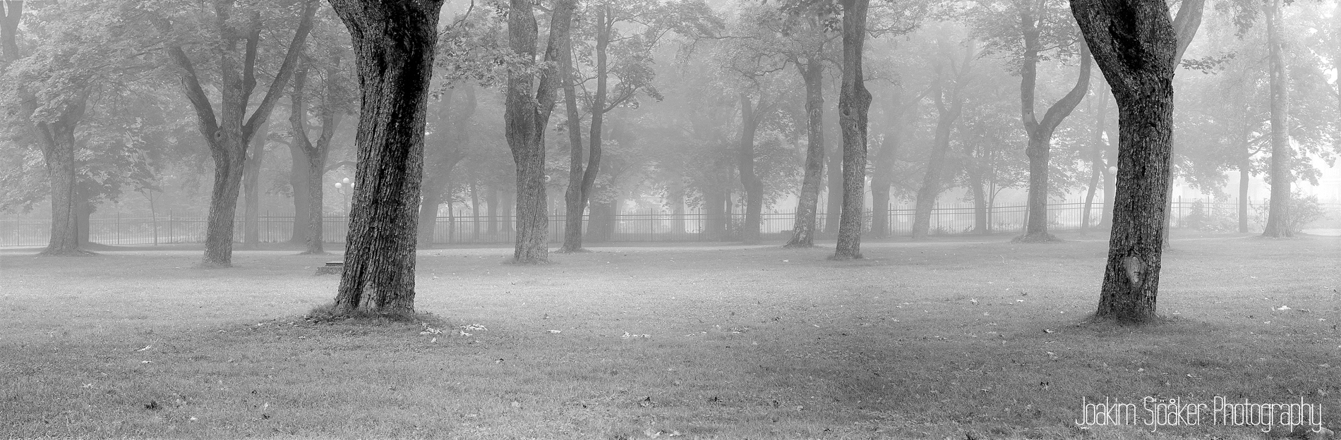 Joakim Sjöåker Photography mist trees polacksbacken uppsala panorama 6x17 acros